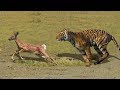 TIGER VS DEER | Baby Deer Try To Escape From Tiger Hunting But Failed