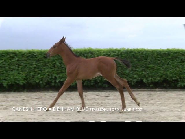 Ganesh Hero X Den Ham Blue R