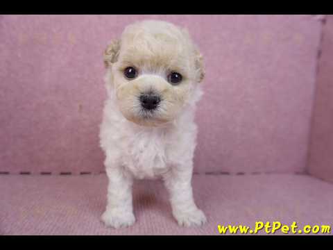 01/01泰迪比熊母幼犬