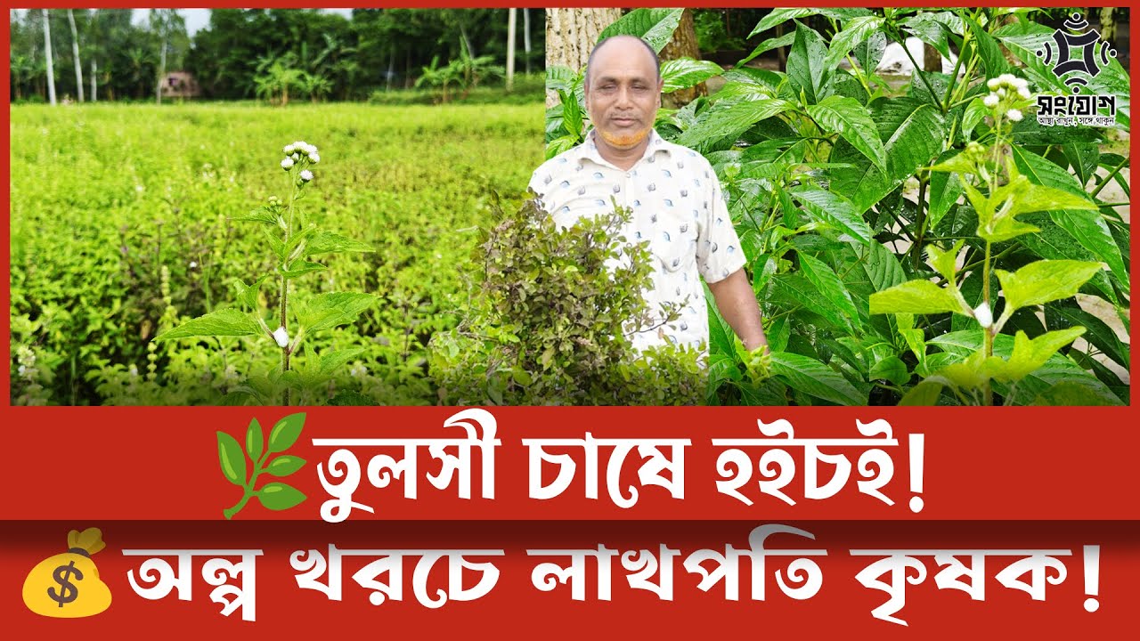 তুলসী চাষে লাখপতি গাইবান্ধার কৃষকরা