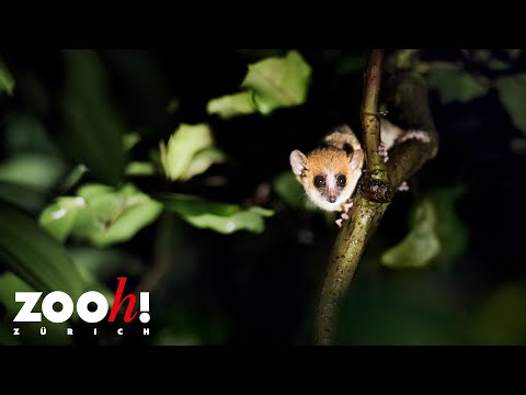 Bestandesaufnahme der Mausmakis im Masoala Regenwald