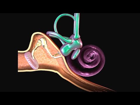 How Hearing Works Video - Process of Hearing Animation. Function & Parts of Human Ear. Sound Pathway
