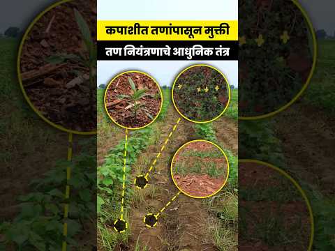 कपाशीमध्ये तणांपासून मुक्ती अशी मिळवा 