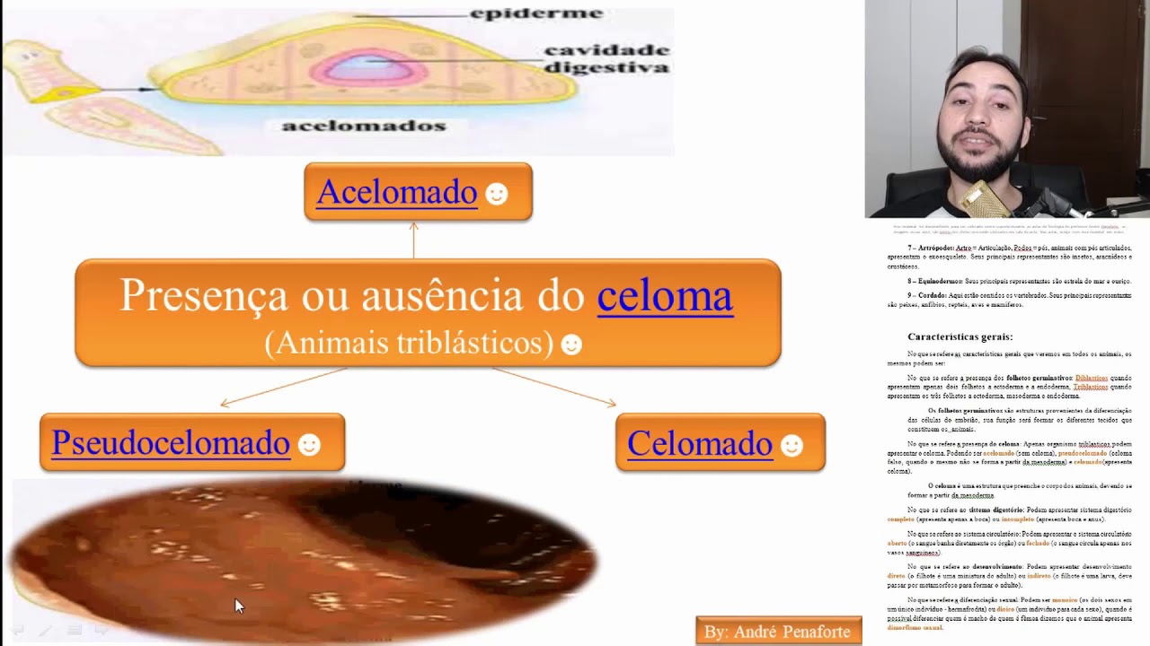 03 - Reino animal - Características Gerais - Celona