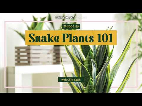 139 Snake Plants Care Guide | Growing Joy with Plants | Podcast