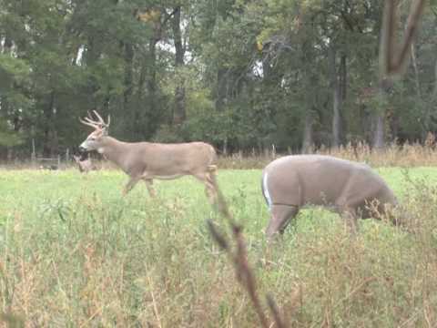 Archery Buck Kill - 20 yard shot from ground with Magnus Buzzcut big whitetail down!!