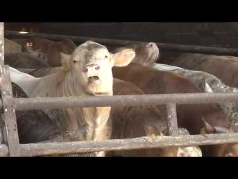 NOVE RASE TOVNIH GOVEDA -  sarolej limuzin angus belgijsko plavo - SUPER FARME U BOSNI