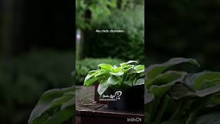 Download lagu KELIRU ~ RUTH SAHANAYA || #studiolirik918 #keliru #ruthsahanaya #laguviraltiktok #storywaaesthetic mp3