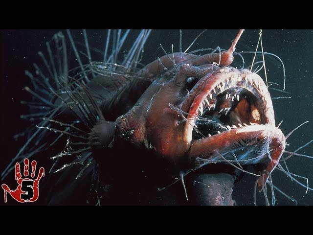 Wymowa wideo od teleost fish na Angielski