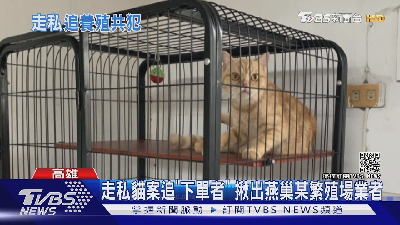 走私貓案追「下單者」　揪出燕巢某繁殖場業者