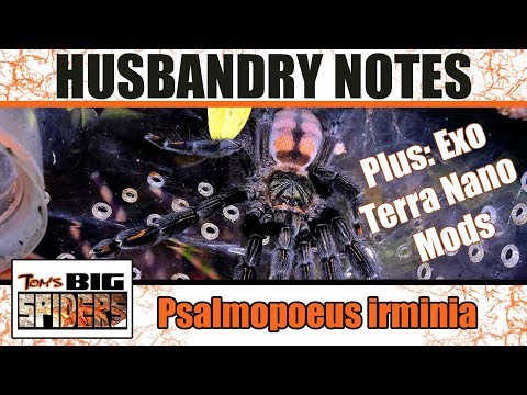 Psalmopoeus irminia (Venezuelan Suntiger) — starostlivosť a presádzanie arboreálneho sklípkavca (Tom's Big Spiders)