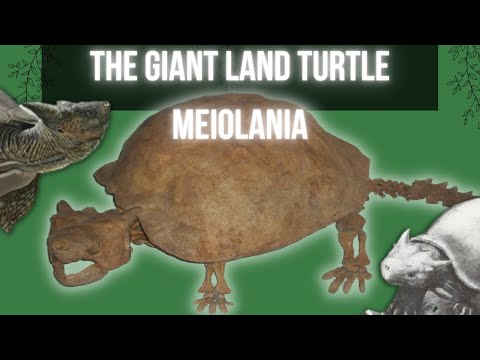 Meiolania The GIANT land Turtle