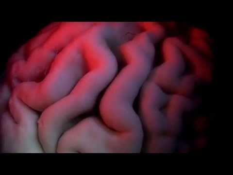 Hjärnfonden: Livet sitter i hjärnan -- Del 1: Världens bästa hjärna