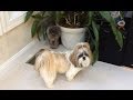 Shih Tzu dog Lacey wanted to play with Blue ...