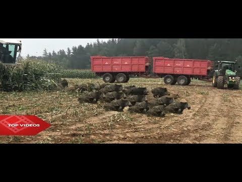 , title : 'Neuvěřitelný zemědělci narazili na divoká prasata  🔝pole I Wild pigs appear from field🔝'