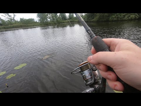 Jak WYCZEPIAĆ LESZCZE nie brudząc rąk i podbieraka/ MUSISZ TO ZOBACZYĆ!