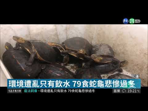 自家後院偷養79隻食蛇龜 警依法送辦