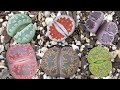 How to Repot Lithops -  Hybridisation and Collection