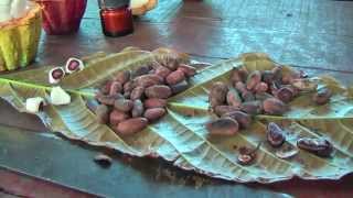 preview picture of video 'The process from cocoa fruit to cocoa in Baracoa Cuba'