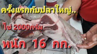 ความทรงจำ.. ชำแหละปลา 16 กก.