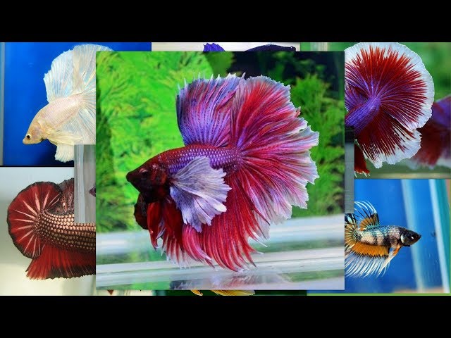 Cara memberi makan ikan cupang  (how to feed betta fish)