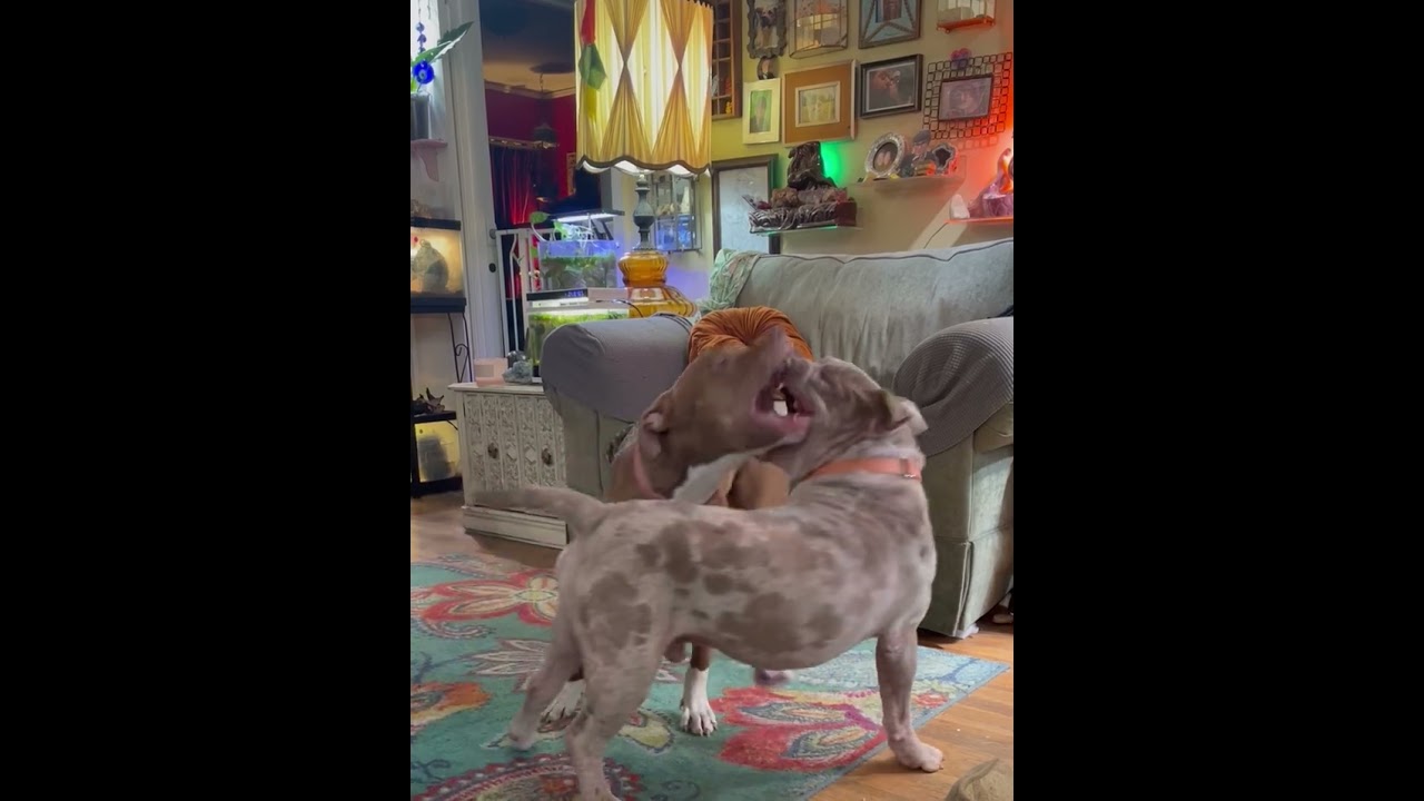 Ruby, a Adoptable mixed breed in Princeton, MA video 6/6
