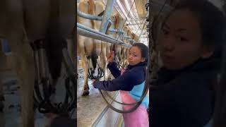 Download lagu Cow Milking in New Zealand 🇳🇿 mp3 Download lagu Cow Milking in New Zealand 🇳🇿 mp3