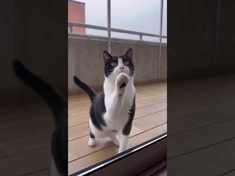 ✅ I Turned a Freezing Balcony Into a Cozy Catio for Five Cats 🐱❄️ Wait for the Final Result! Th