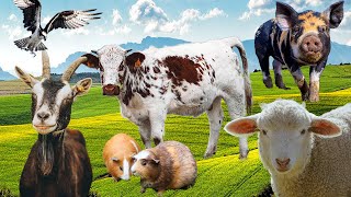 Download Lagu ANIMAL SOUNDS!!! Sheep, cow, goat, pig, eagle, hourse, donkey. Thumbnail