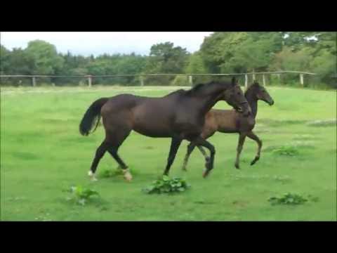 Holsteiner Stutfohlen v. Lamaze - Calando- Capitano- Follywise xx