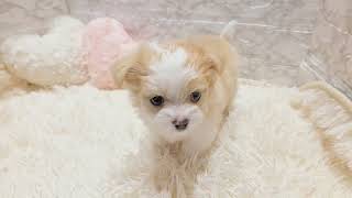 ハーフ犬の動画01