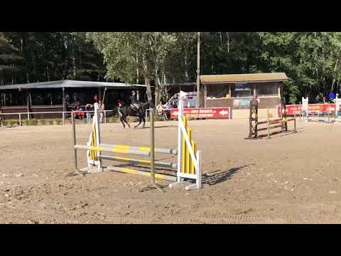 Pansion 5yo stallion