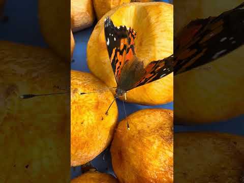 Mariposa colorada #nature #insects #maule #insectos #mariposa #butterfly #campo #wildlife #empedrado