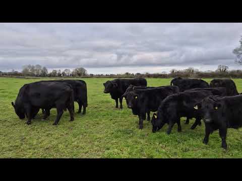 Organic Pedigree Dexter Weanlings - Image 2