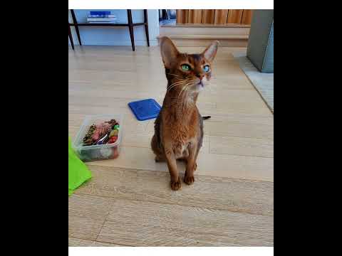 Crystal the Pet Nanny. LLC video.