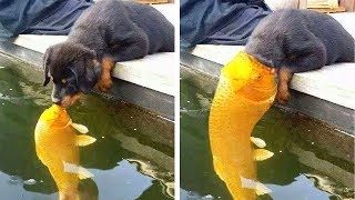 ANIMALS THAT ARE MORE DANGEROUS THAN YOU THINK