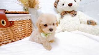 ハーフ犬の動画01