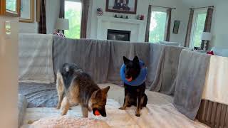 Video preview image #1 German Shepherd Dog Puppy For Sale in Gretna, NE, USA