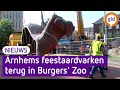 Feestaardvarken nu echt weg