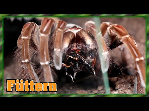 Vogelspinnen füttern - Gelungene Fütterung