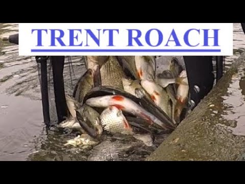 TRENT ROACH - STICK FLOAT - XMAS FISHING SPECIAL  - FREE ROACH FISHING - RIVER TRENT