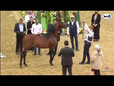 N 159 GAZWAN AL NASSER   1st Qatar Arabian Horse Show Local Bred