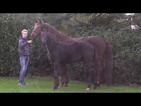 Hengstfohlen von Millenium Rohdiamant * 05.2020