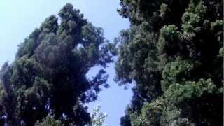 Viver Para Se Amar - Grupo Axé do Samba