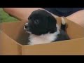Barney Song B I N G O A Welcome Home