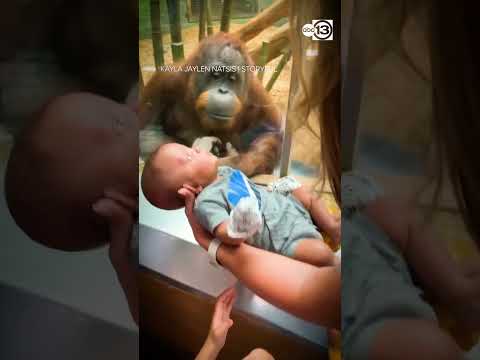 Orangutan taps glass, inspects baby at Louisville Zoo