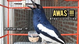 Download lagu SUARA BURUNG kacer gacor NGEPLONG tarung ini paling ampuh buat PANCINGAN KACER agar EMOSI mp3
