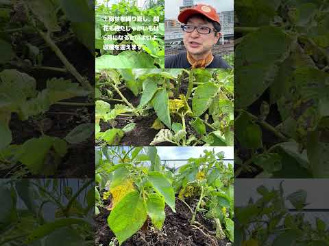 ジャガイモの収穫時期は何によって決まりますか？ 2つの期間があり、どちらを選択するかはあなたが決めます！  庭園