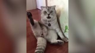 Cat's reaction to being neutered