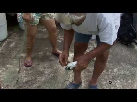 PBS Hawaii - HIKI NŌ Episode 112 | Hana K-12 School | Akule Net Fishing